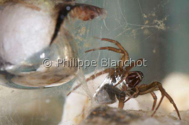 Cybaeidae_9924 1.JPG - France, Morbihan (56), Araneae, Argyronetidae (Cybaeidae), Argyronète (Argyroneta aquatica), femelle, 12 mm, protégeant son cocon formé dans une bulle d'air, Diving bell spider or Water spider